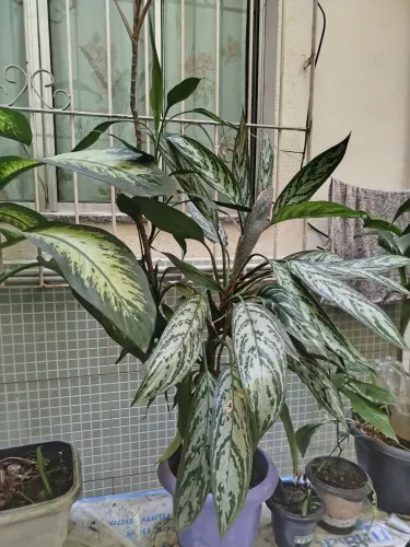 Plantas ornamentais