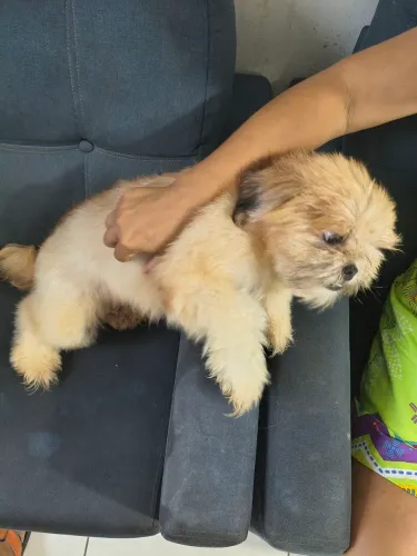 Cachorro Shitzu