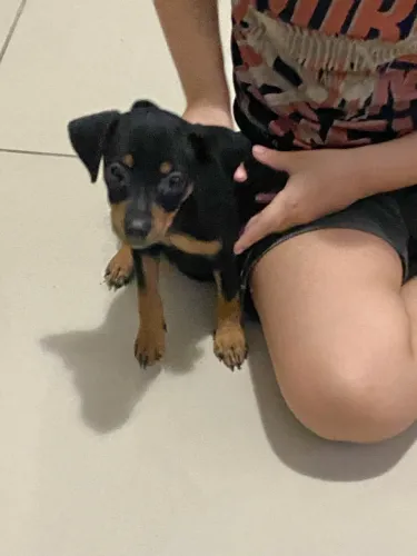 Cachorro pinche