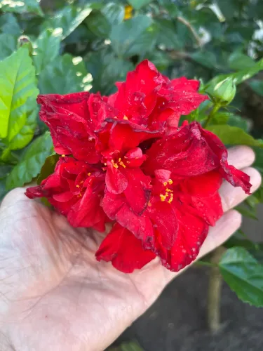 HIBISCO DOBRADO RED 