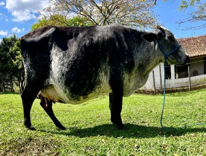 Vaca Jersolanda Inseminda sexada de fêmea