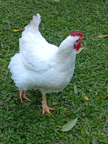 Galinha balão 
