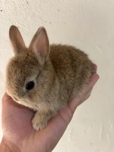 Coelho mini (filhotes)