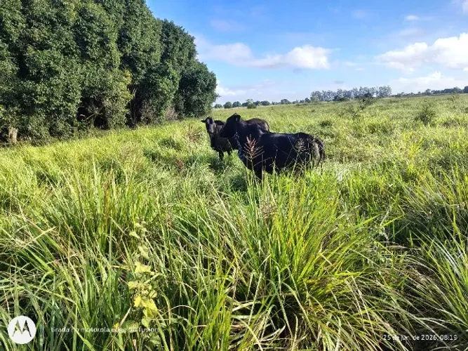Preciso de vaqueiro com experiência em vacas de leite e ordenha