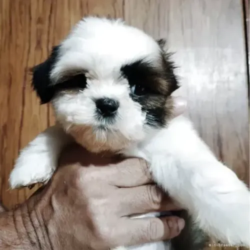 Filhotes de Shih Tzu/ Shitzu calmos para companhia macho e fêmea com garantias SP