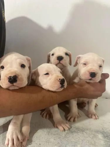Filhotes de dogo argentino com pedigree cbkc 