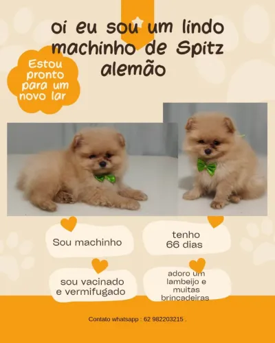 Spitz alemão macho disponível