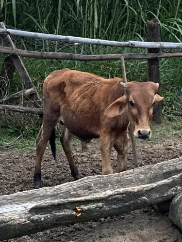 Vaca, novilha e bezerro
