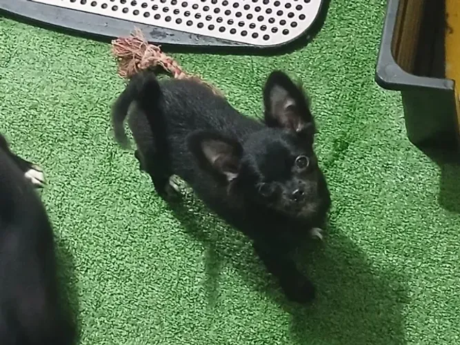 chihuahua machinho
