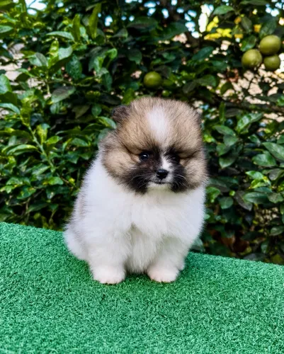 Lulu da pomerania