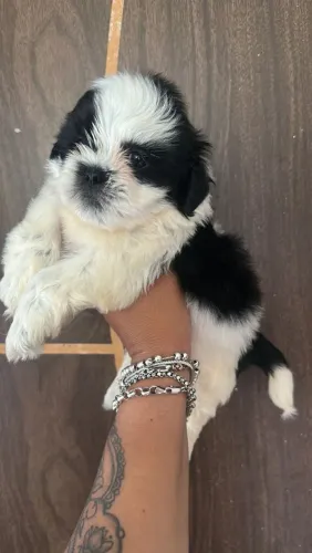 Shitzu 