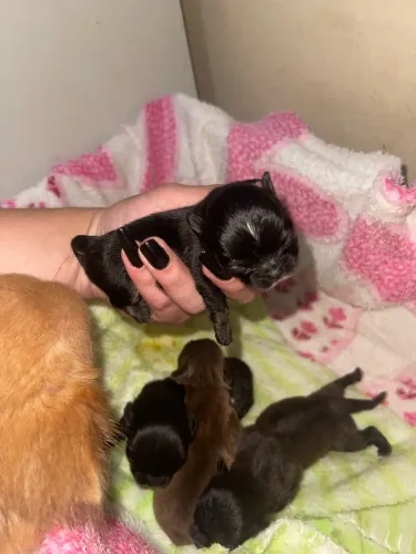 Chihuahuas pelo longo