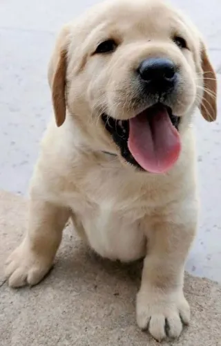 Labrador Retriever - Uma Fofura Esperando Para Ser Descoberta