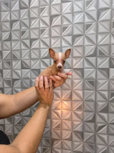 Pinscher Macho (Padrão 00) verdadeiro Disponível