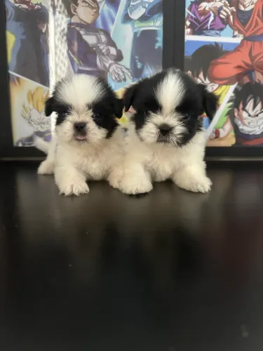 Shihtzu 