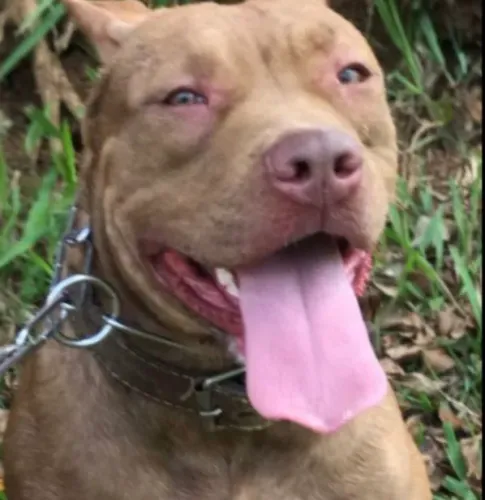 Pitbull (Red Nose)  Doação nome Pandora 4 anos, Local: Pirapora do Bom Jesus SP