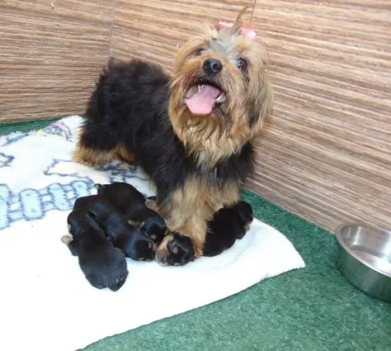 yorkshire macho, com pedigree e vacina, entregamos em 10x