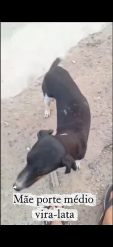 ADOÇÃO MÃE PORTE MEDIO VIRA LATA