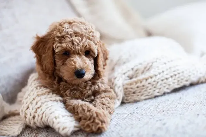 ? Poodle Disponível | Filhotes Bem Socializados e Carinhosos