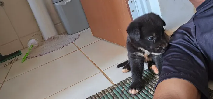 Cachorro