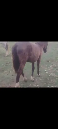 Cavalo 