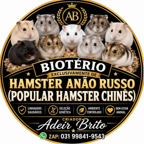 Hamster anão russo (popular Hamster chinês) em viçosa MG 