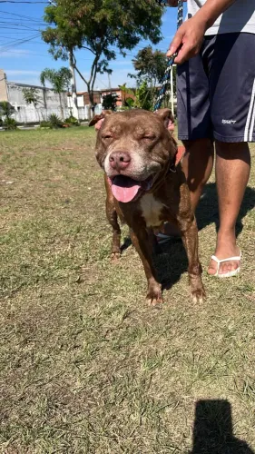 Doa-se Pitbull e Rotweiller