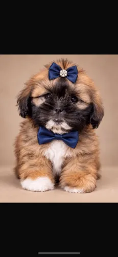 Shih tzu ! Encante a Vida