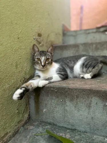 Gato macho