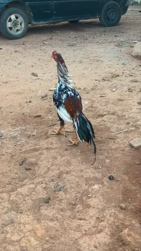 Frango índios mura