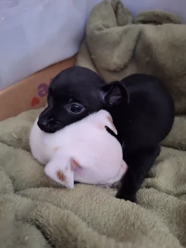 Pinscher femea