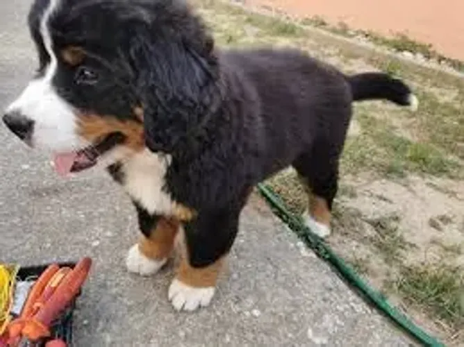 bernese Presença marcante e coração enorme.