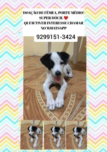 Doa-se umas lindas cachorrinha fêmea 