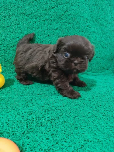 Shih tzu