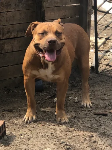 Pitmonster a procura de uma namorada 