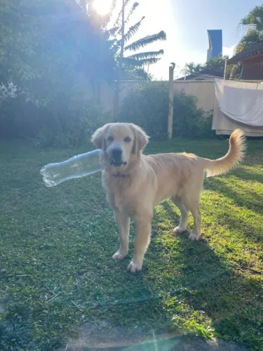 Filhote Golden Retriever 7 meses