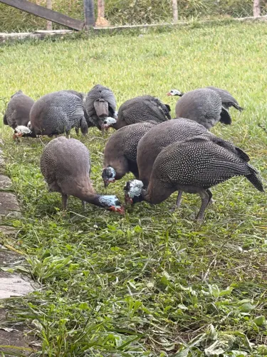 Galinhas da Angola