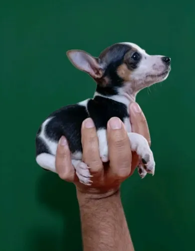 Adorável Pinscher e companheiro