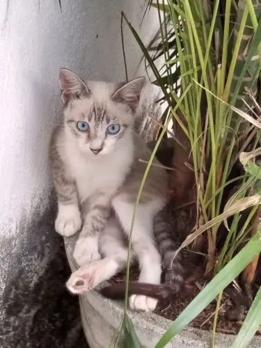 Doação de Gatos
