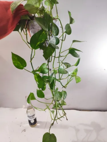 Jiboia Dourada / Pothos - Planta Pendente Grande e Enraizada