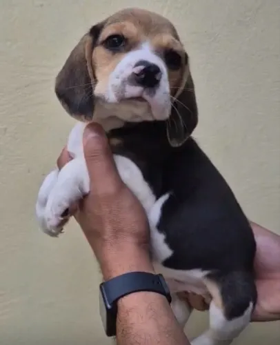 Beagle -raça tradicional