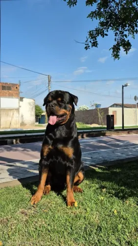 Filhotes de rottweiler