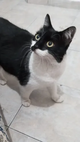Gata castrada para doação 