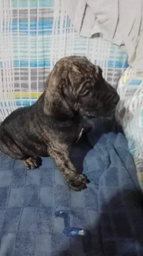 Filhotes de fila Brasileiro