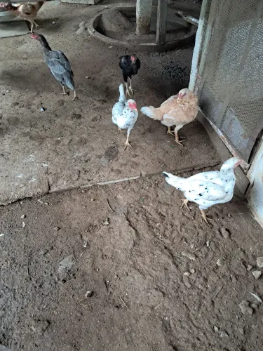 Vendo galinhas caipira e preta Tb.