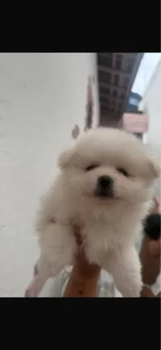 Lulu anao com 64 dias branco macho 