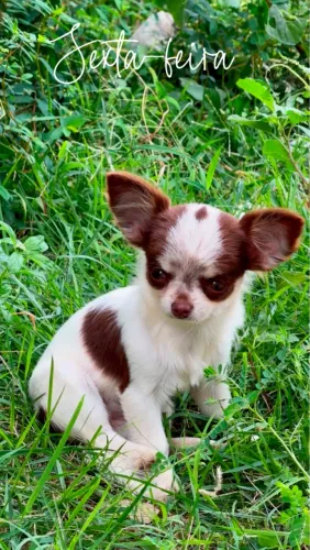 Chihuahua fêmea
