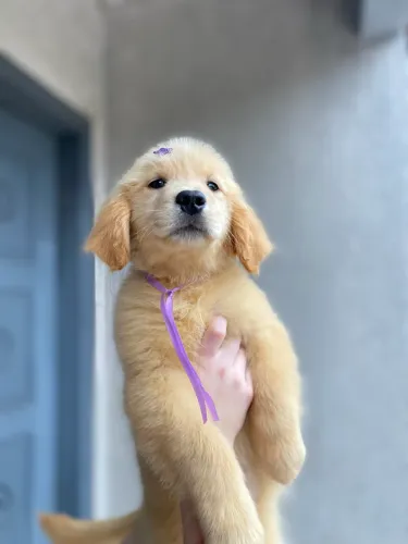 Golden Retriever 