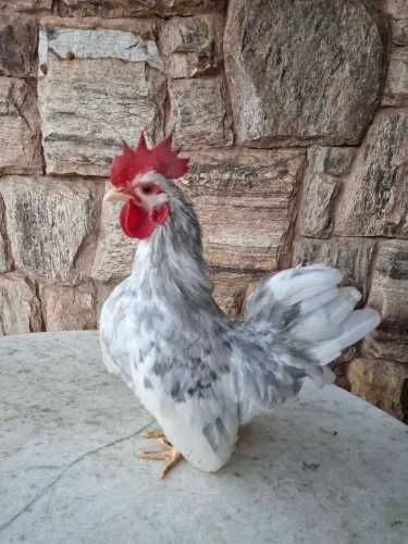 Galo galinha garnize garnise Nagasaki nagazaki