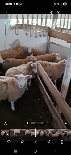 Borregas texel